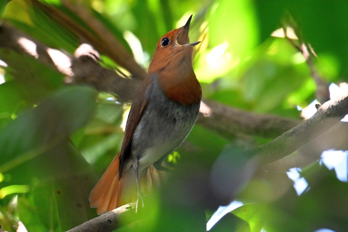 izurødskjegg - ML645325496