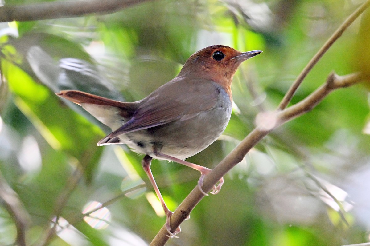 izurødskjegg - ML645325497