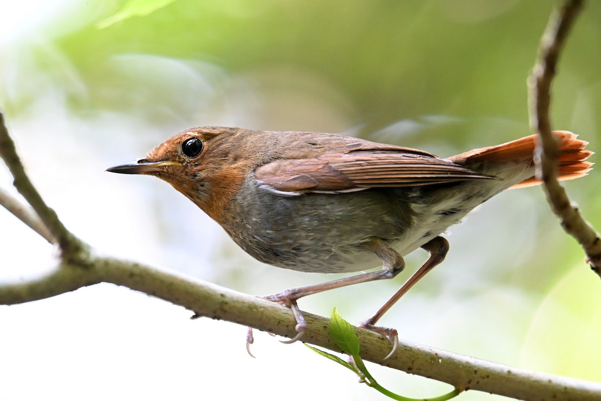 izurødskjegg - ML645325498