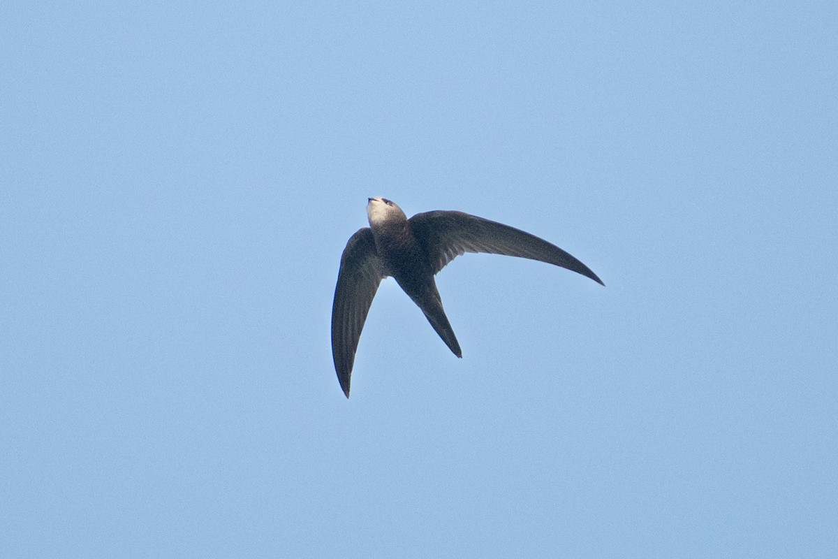 Common Swift - ML645325502