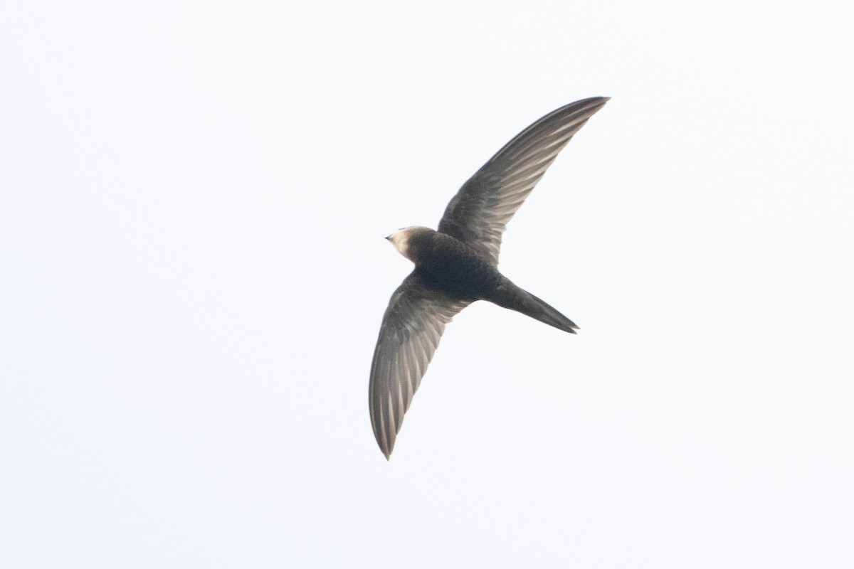 Common Swift - ML645325503