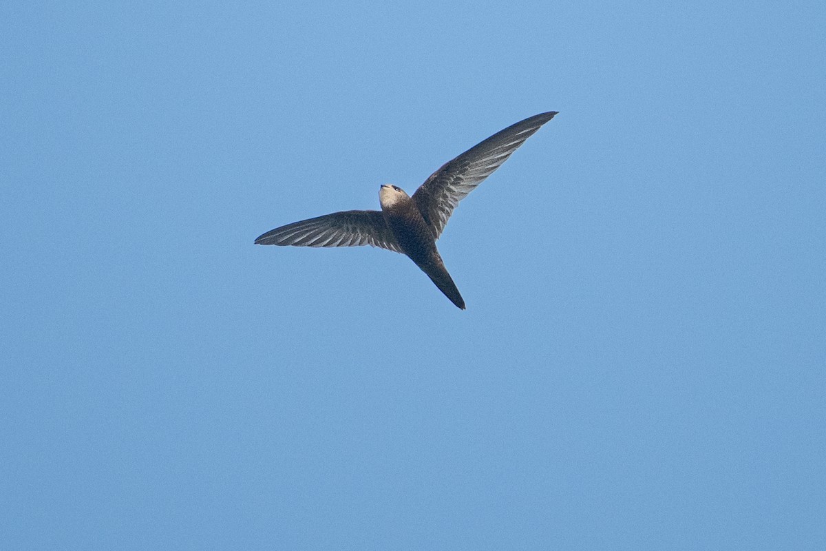 Common Swift - ML645325505
