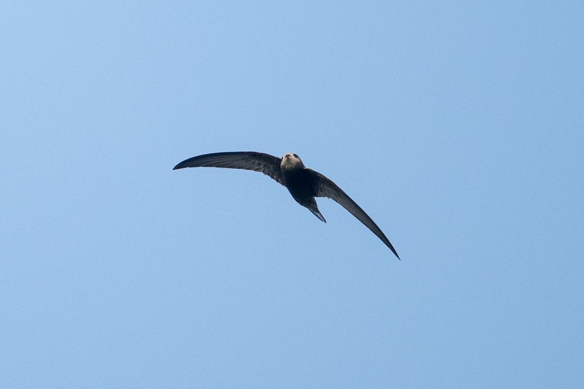 Common Swift - ML645325506