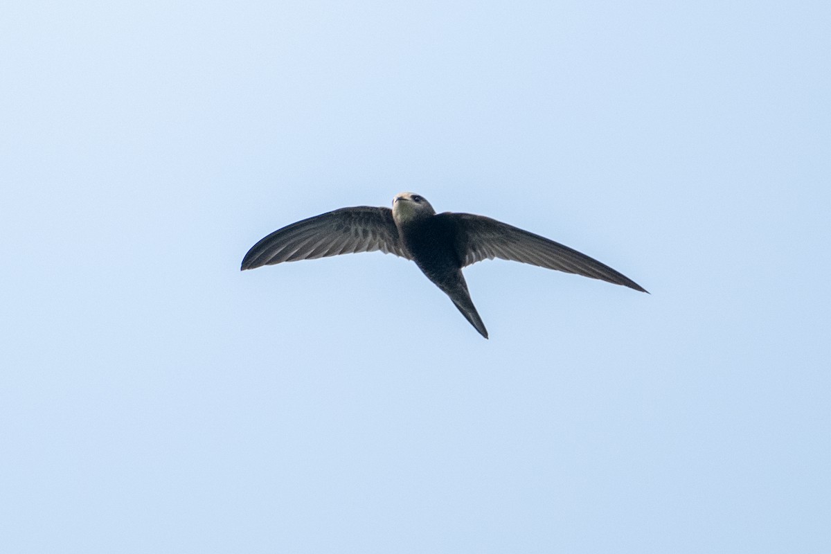 Common Swift - ML645325507