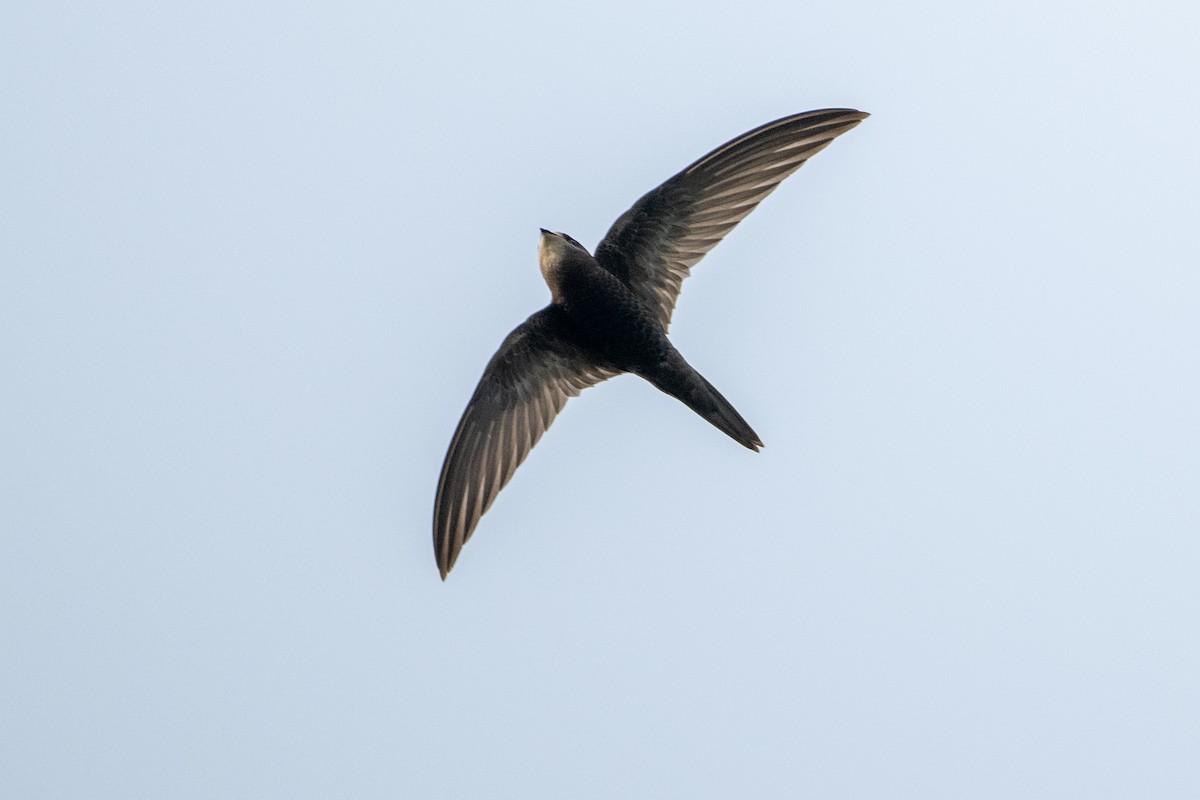 Common Swift - ML645325508