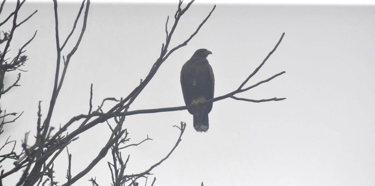 Harris's Hawk - ML645325515