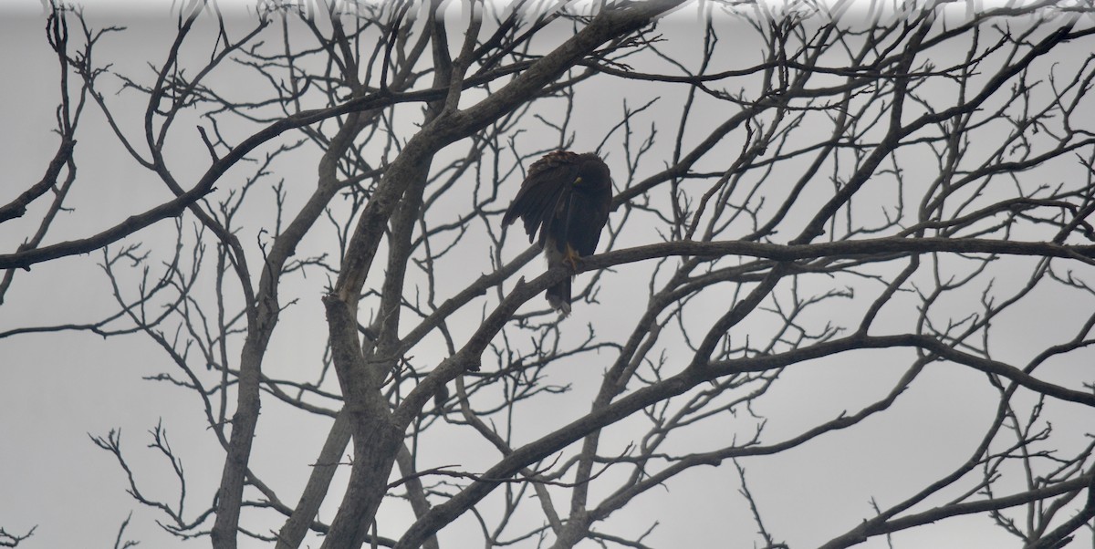 Harris's Hawk - ML645325517