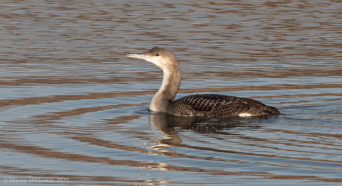 Arctic Loon - ML645325518