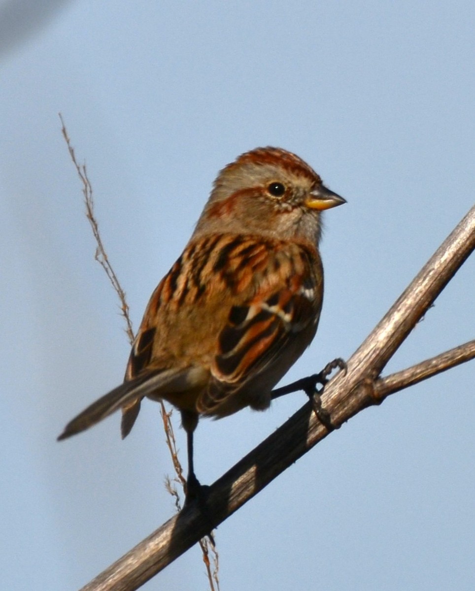 American Tree Sparrow - ML645325521