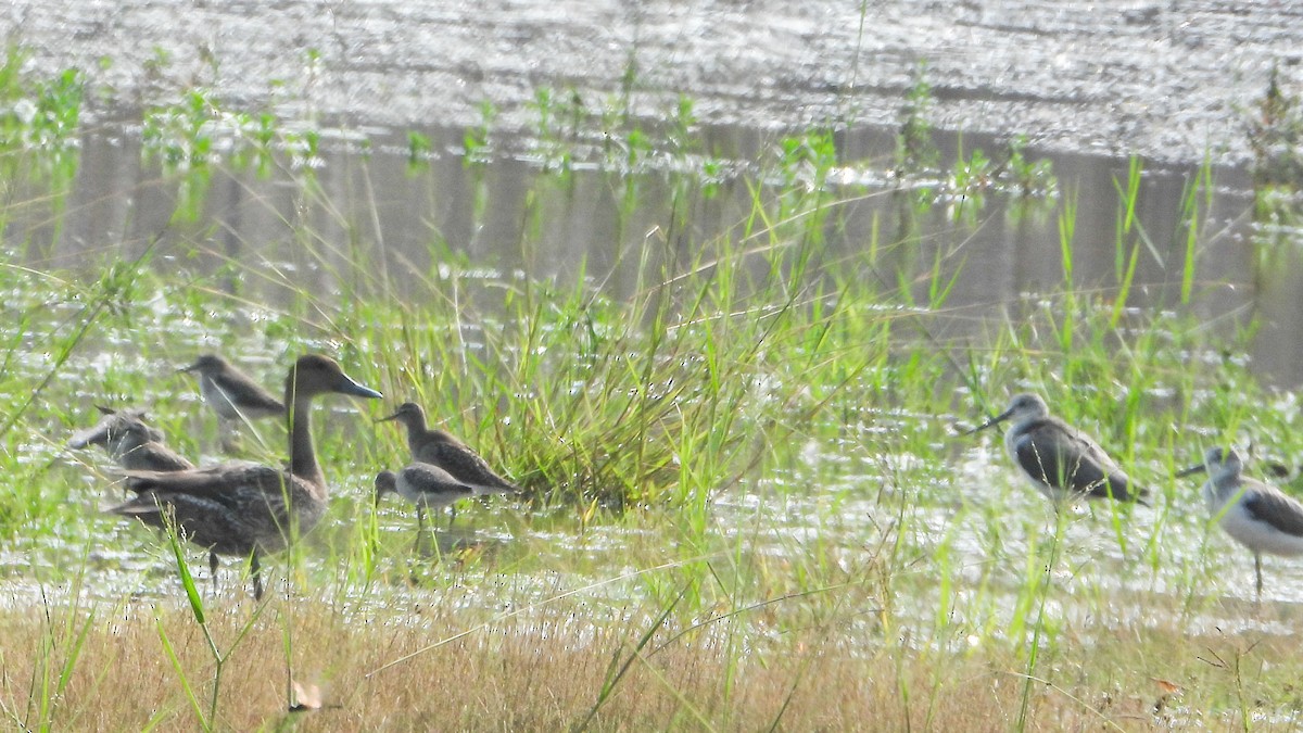 Northern Pintail - ML645325523