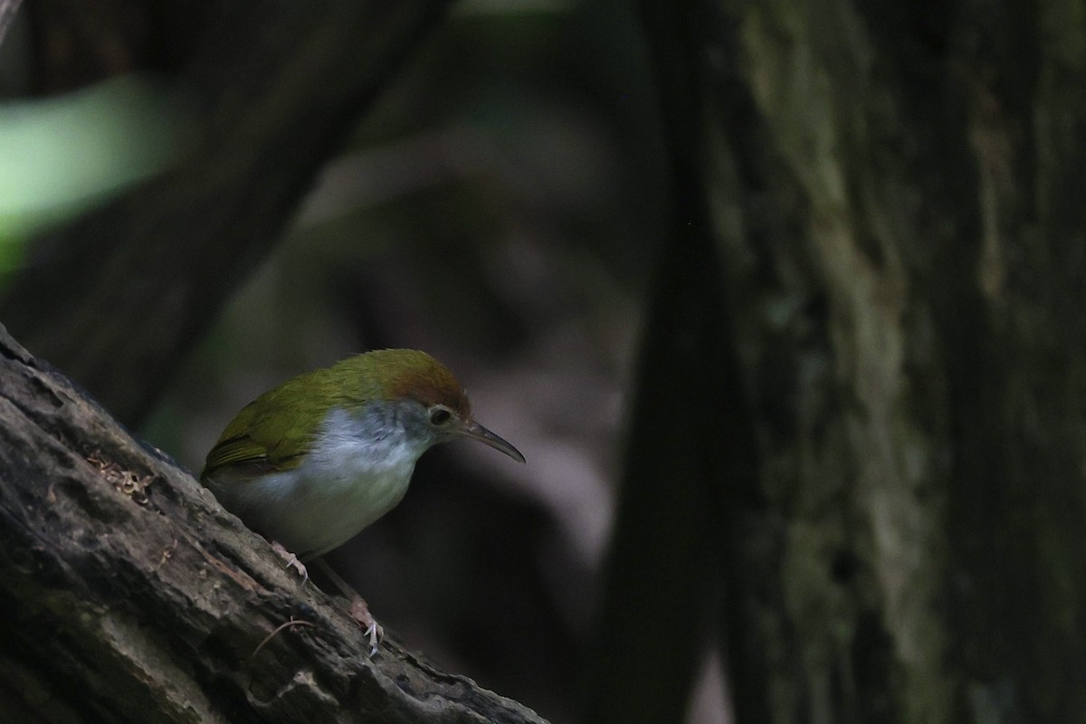 Common Tailorbird - ML645325524
