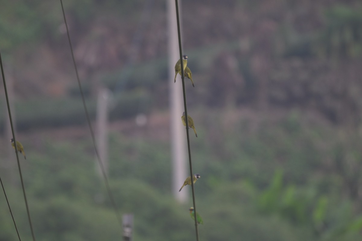 Collared Finchbill - ML645325527