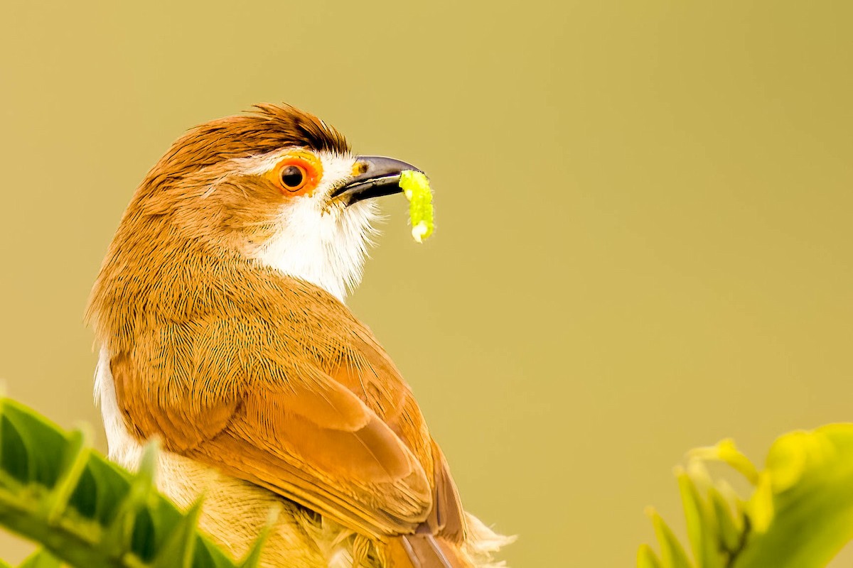 Yellow-eyed Babbler - ML645325534