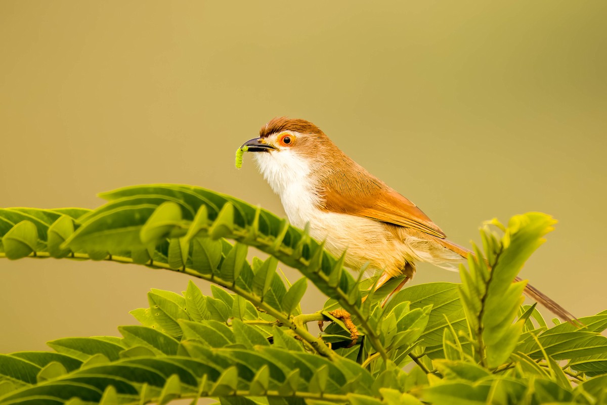 Yellow-eyed Babbler - ML645325535