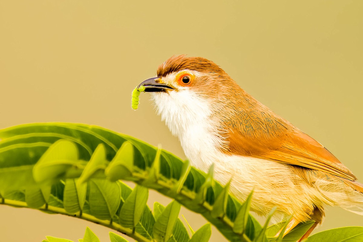 Yellow-eyed Babbler - ML645325536