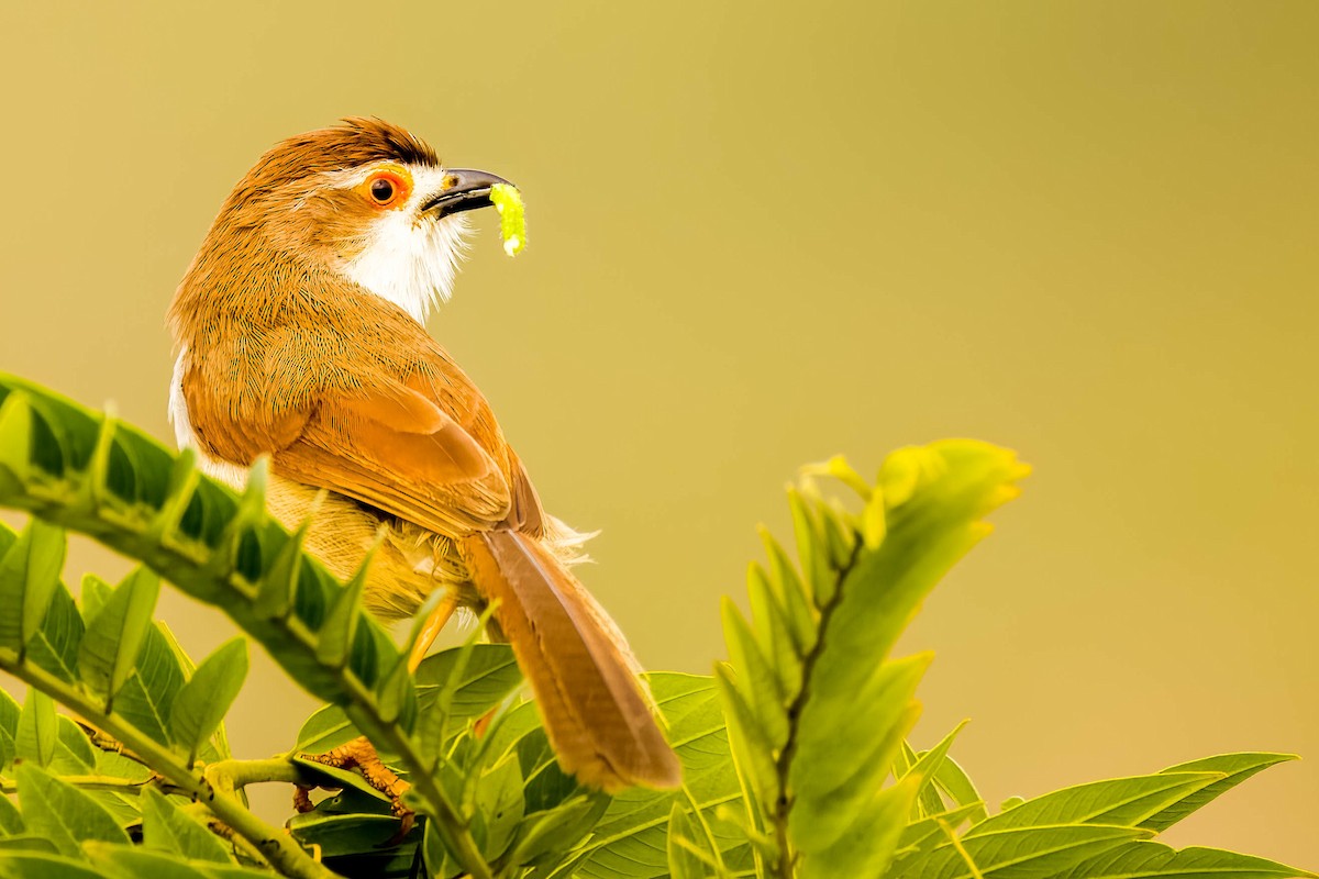 Yellow-eyed Babbler - ML645325537