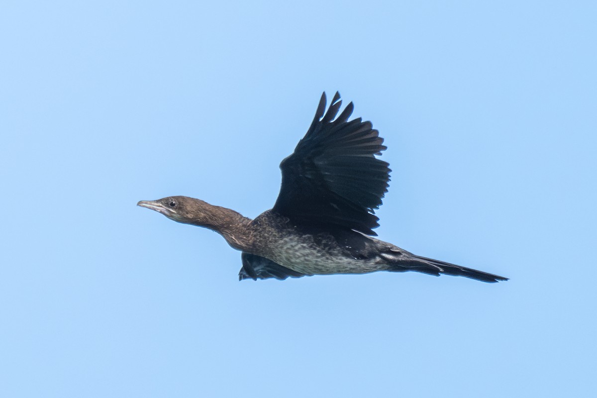 Ubarroi txikia - ML645325539