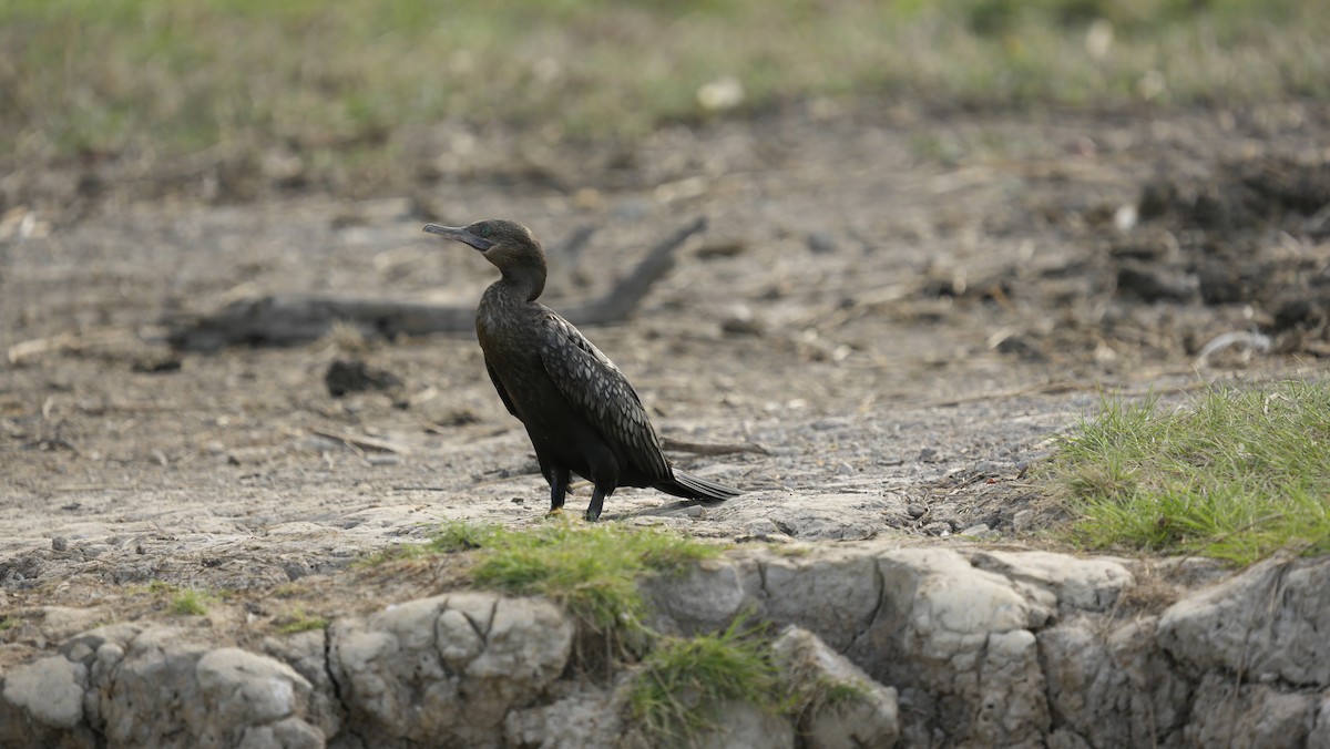 Little Black Cormorant - ML645325542