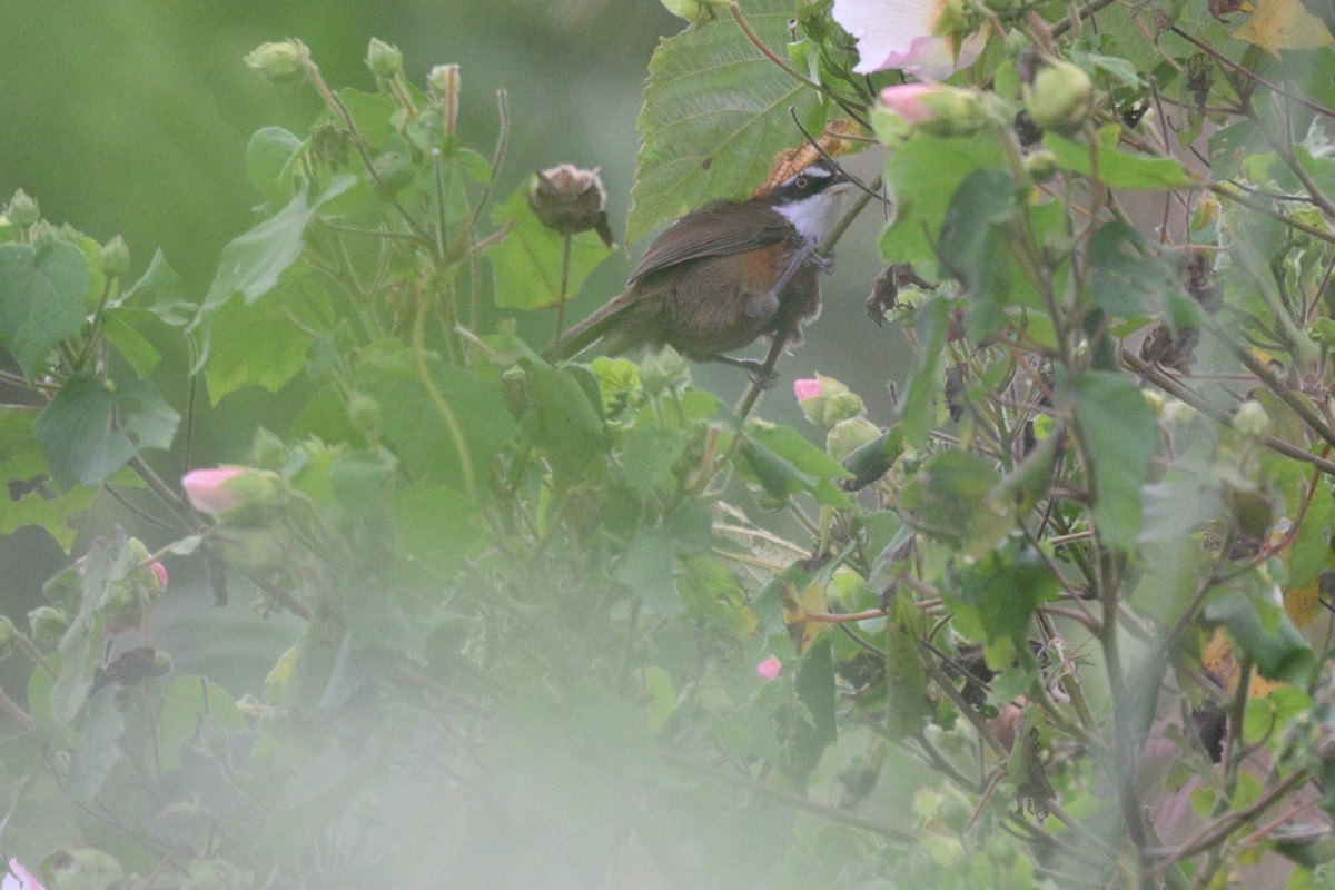 Taiwan Scimitar-Babbler - ML645325544