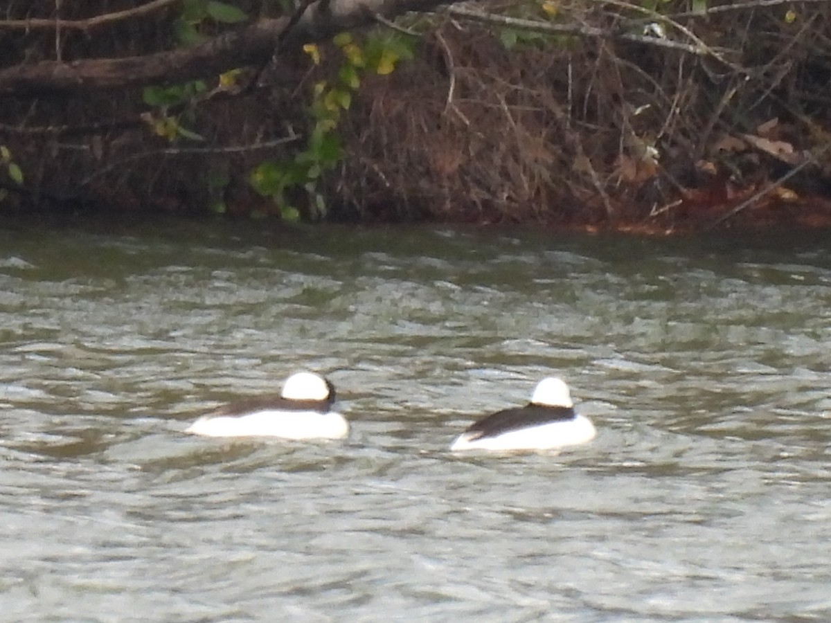 Bufflehead - ML645325549