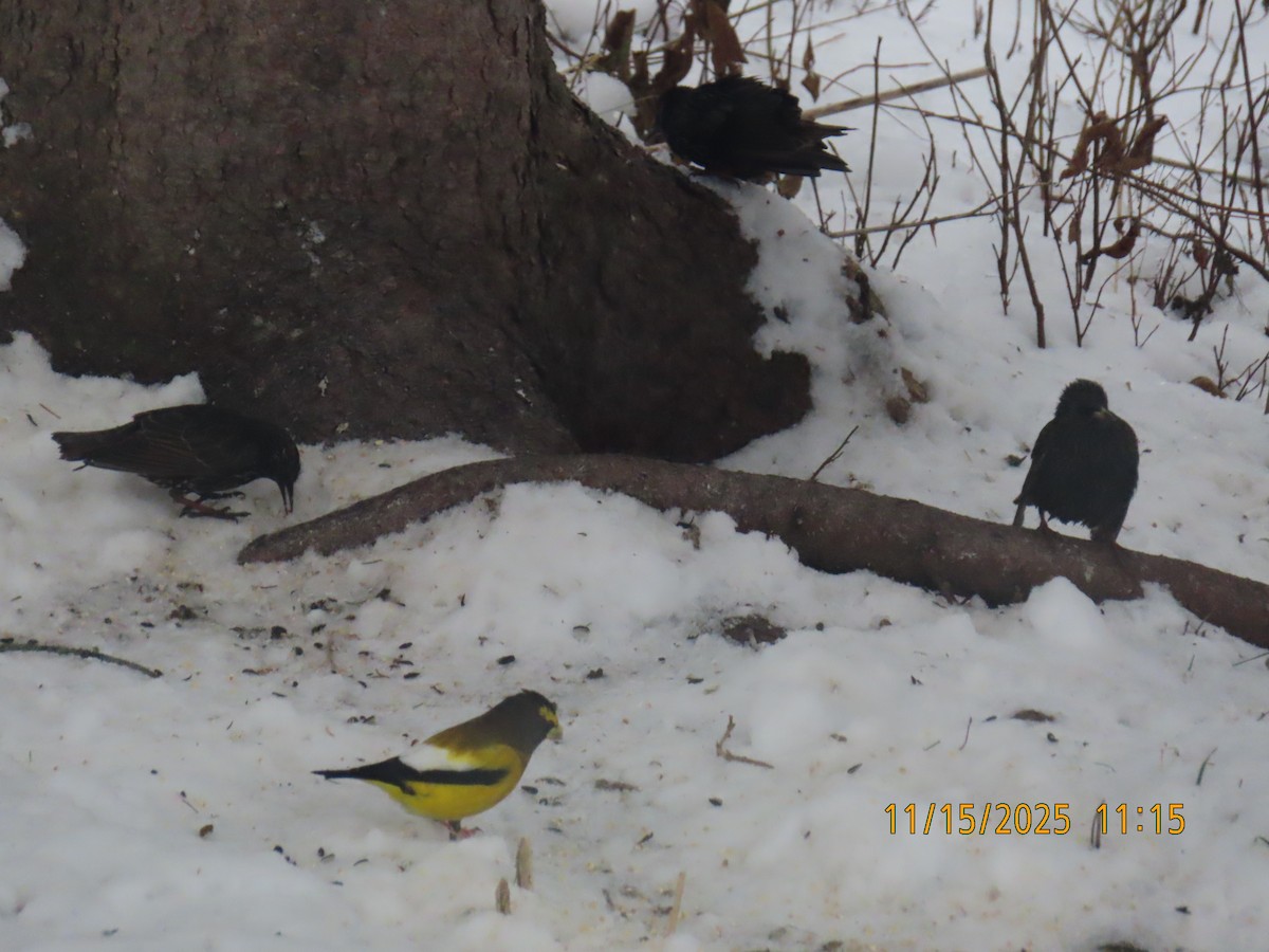 Evening Grosbeak - ML645325553