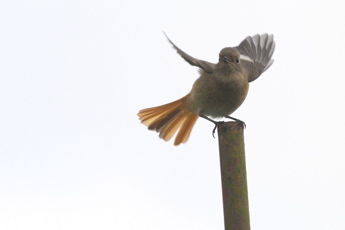 Daurian Redstart - ML645325563