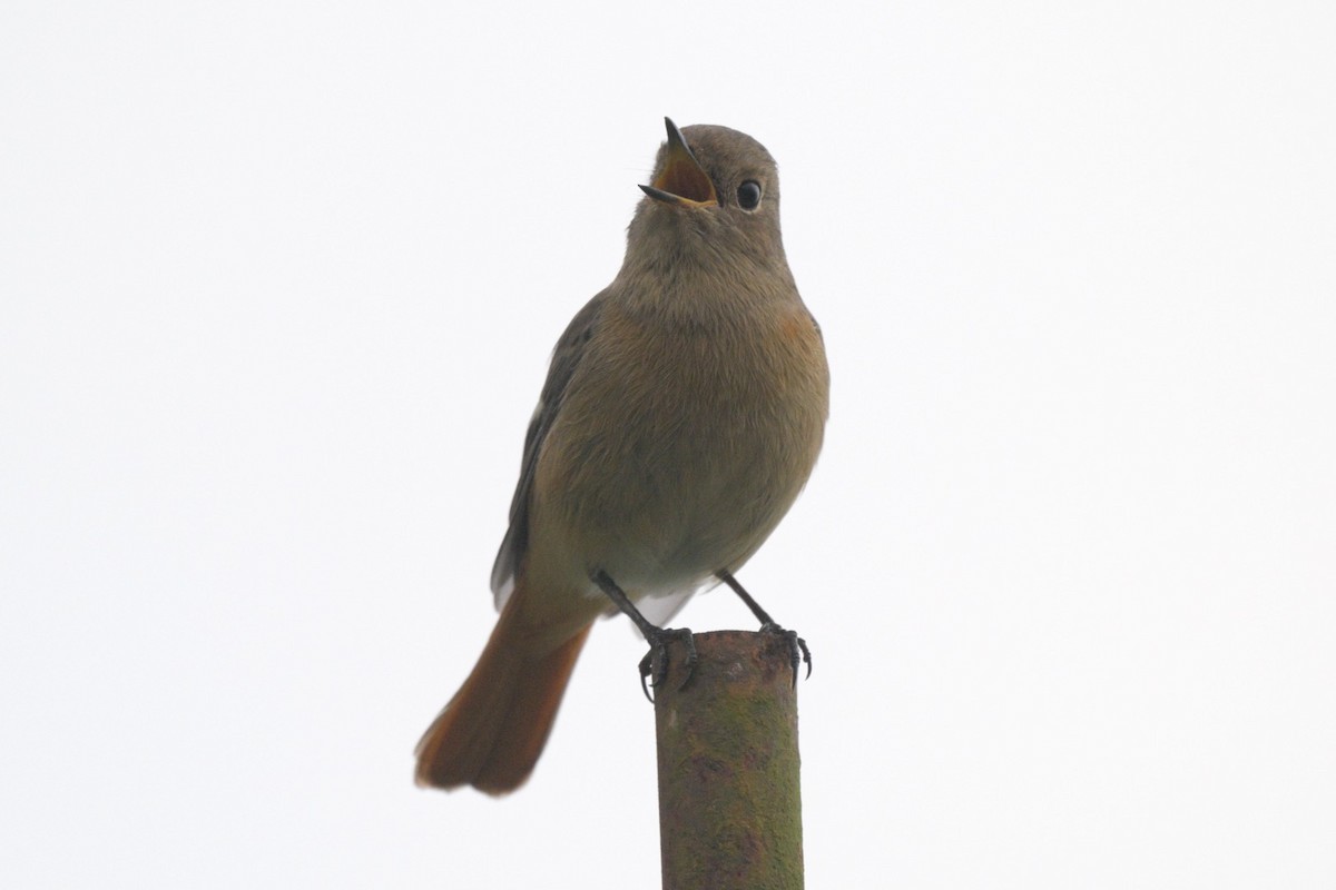 Daurian Redstart - ML645325564