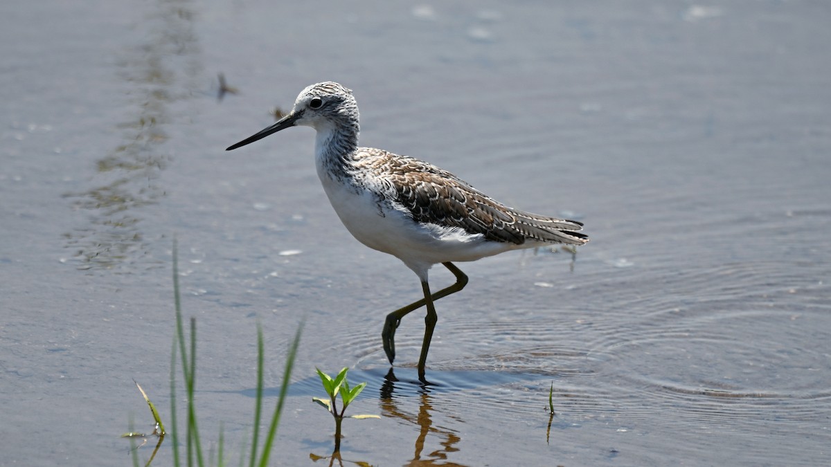 Common Greenshank - ML645325565
