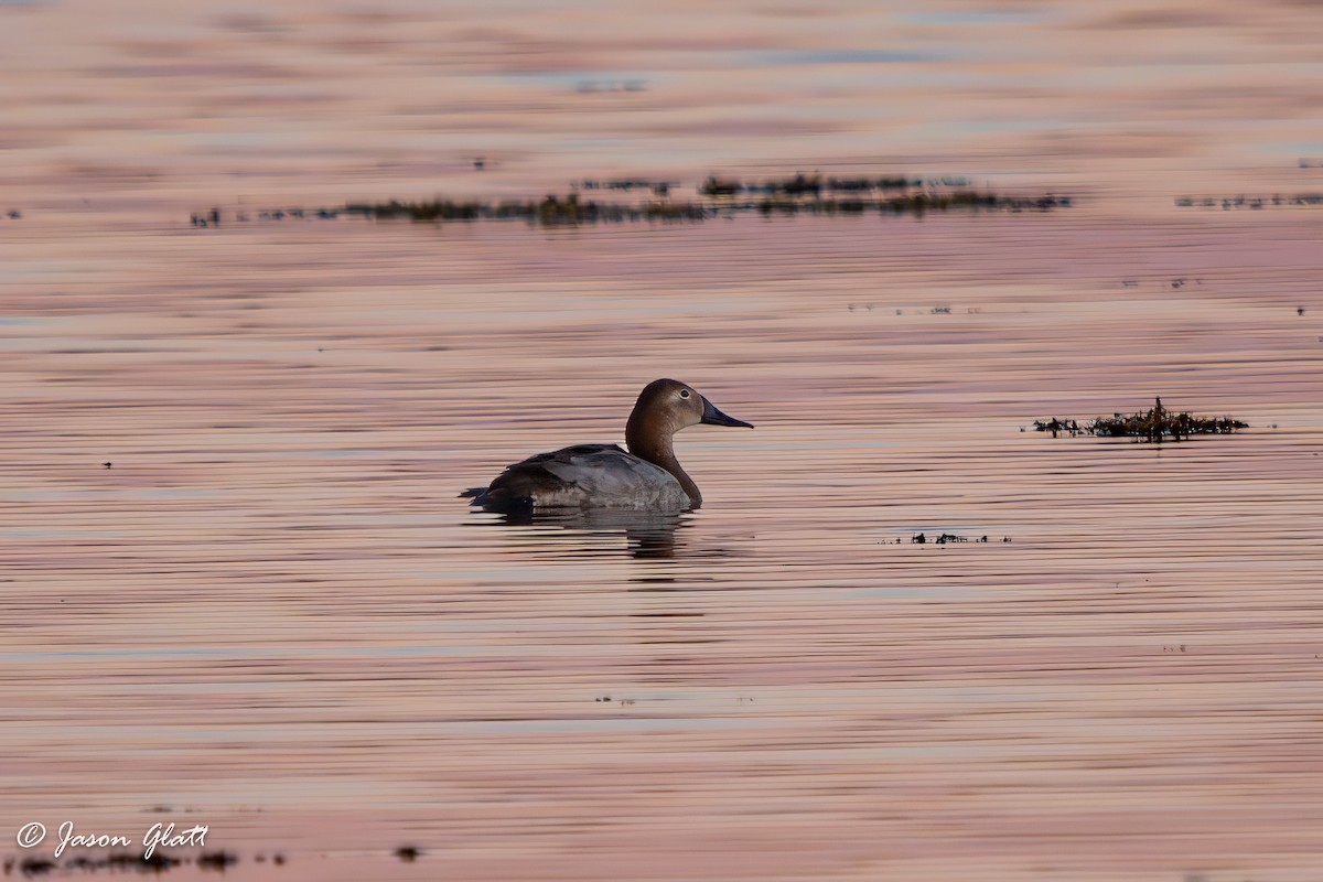 Canvasback - ML645325566