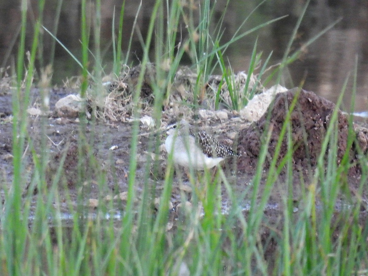 Wood Sandpiper - ML645325567