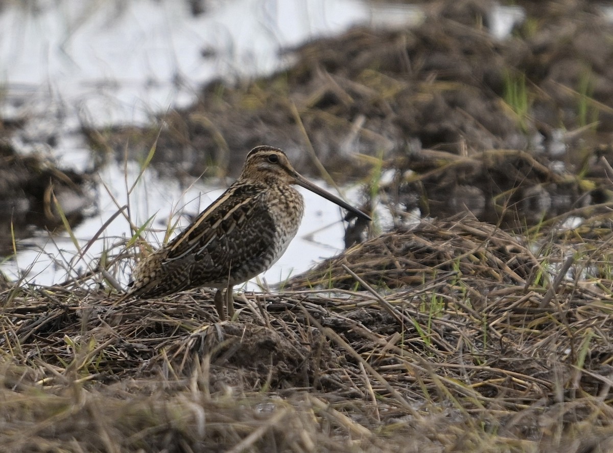 Common Snipe - ML645325573