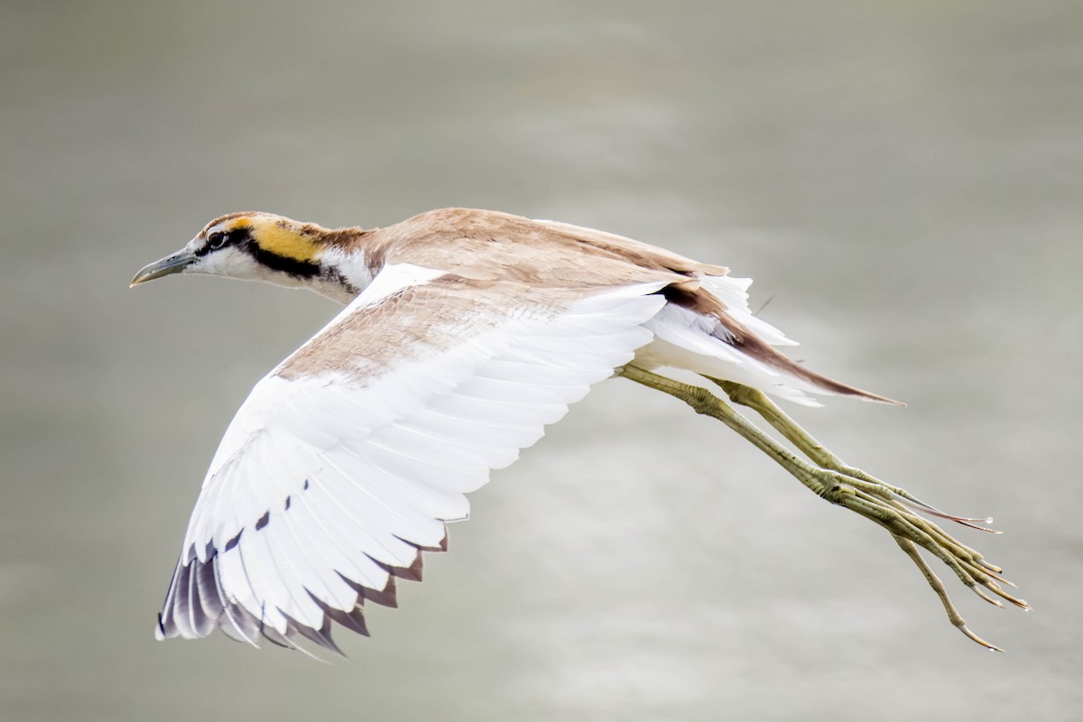 fasanbladhøne - ML645325575