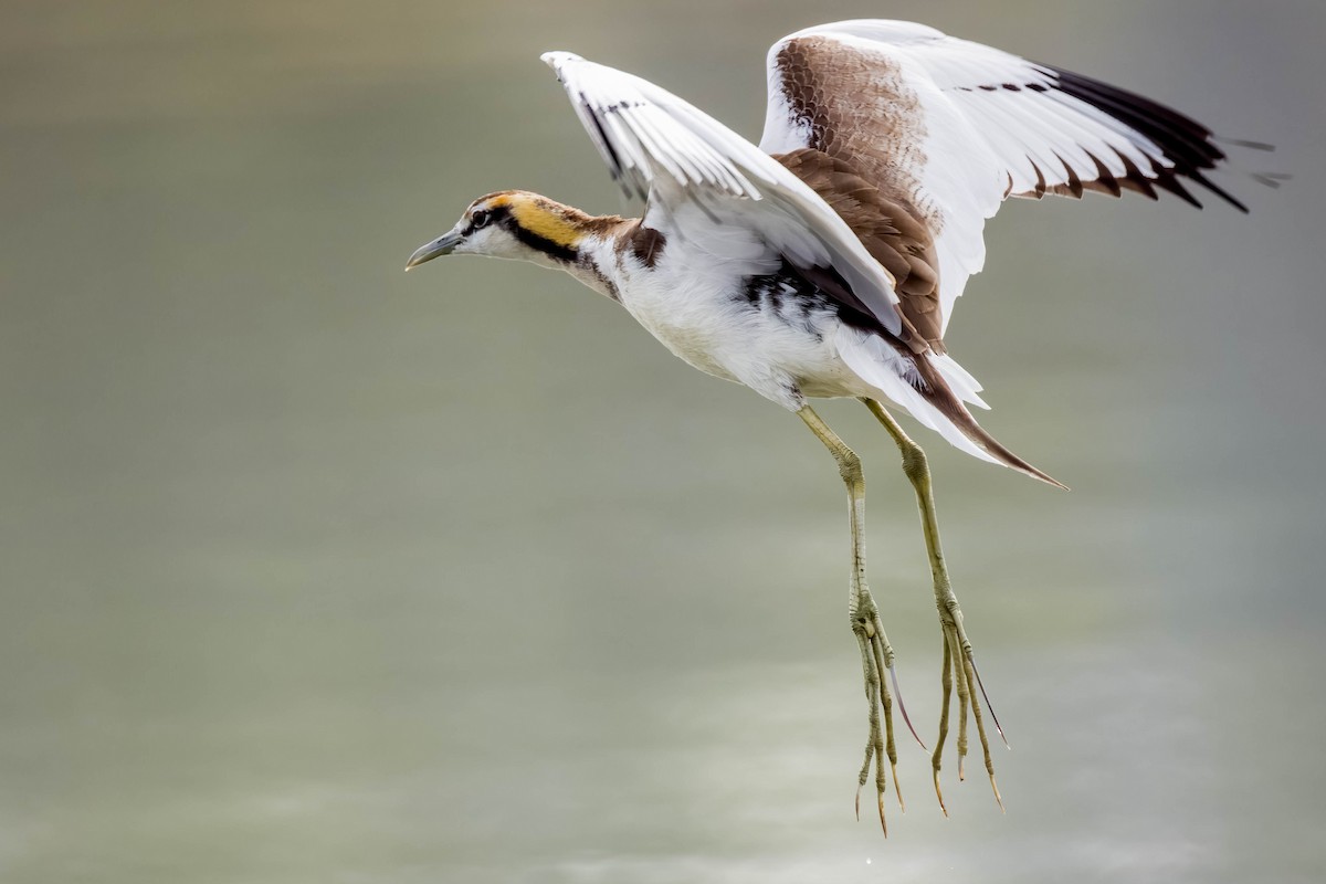 fasanbladhøne - ML645325576