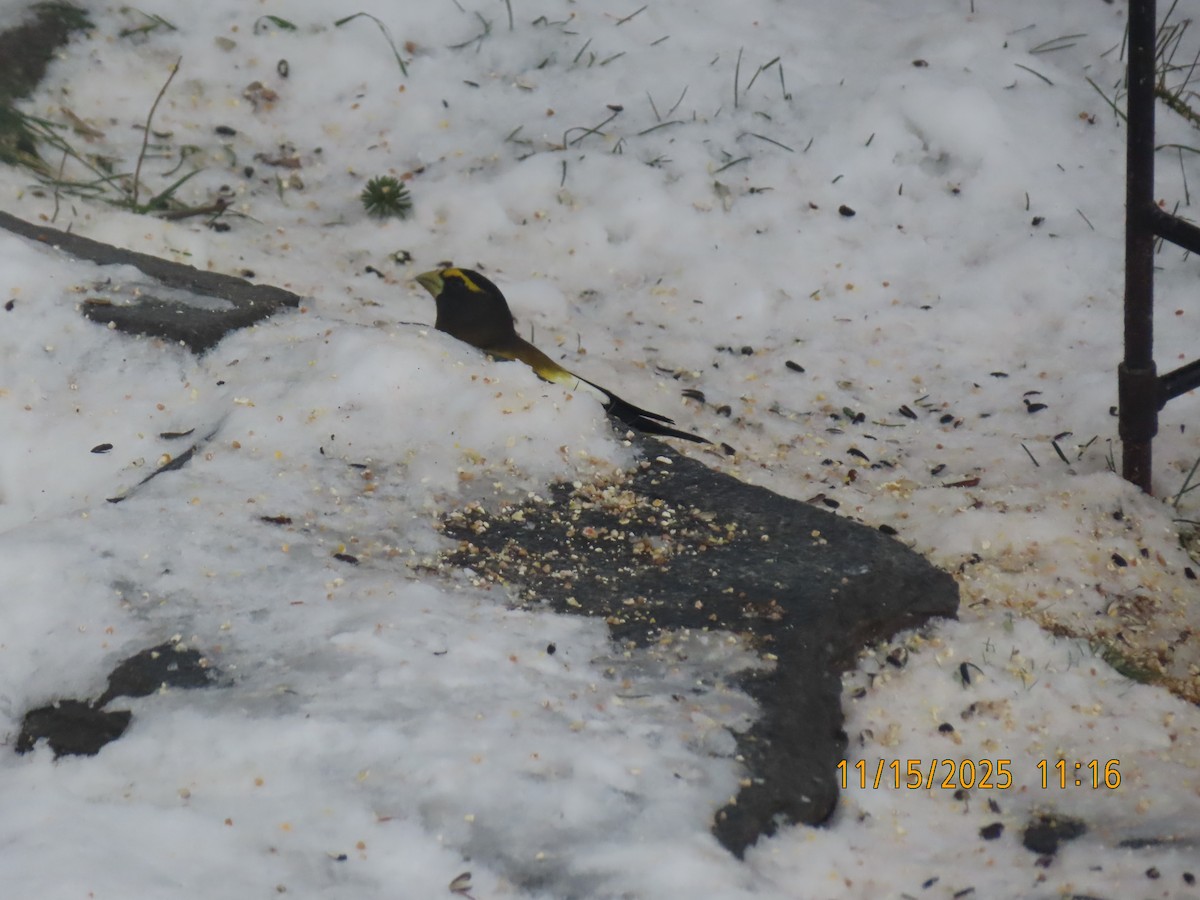 Evening Grosbeak - ML645325595