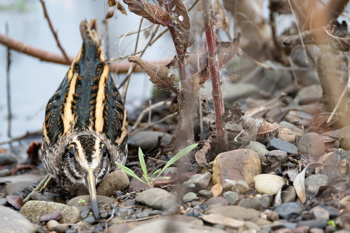 Jack Snipe - ML645325599