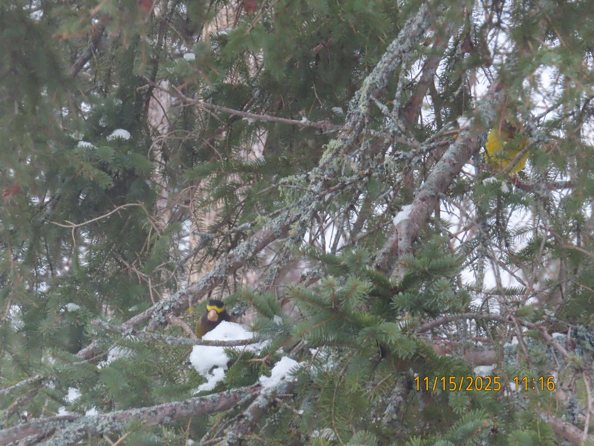 Evening Grosbeak - ML645325601