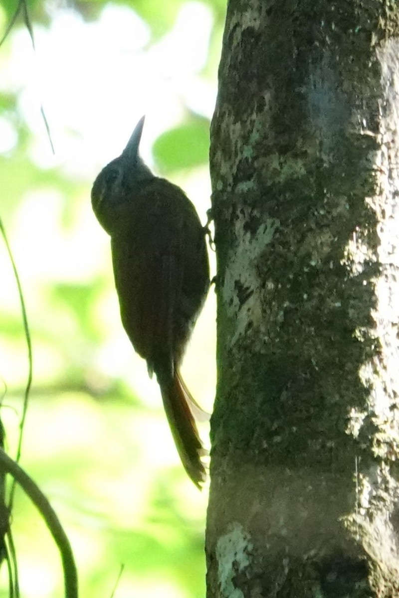 Plain-brown Woodcreeper - ML645325622