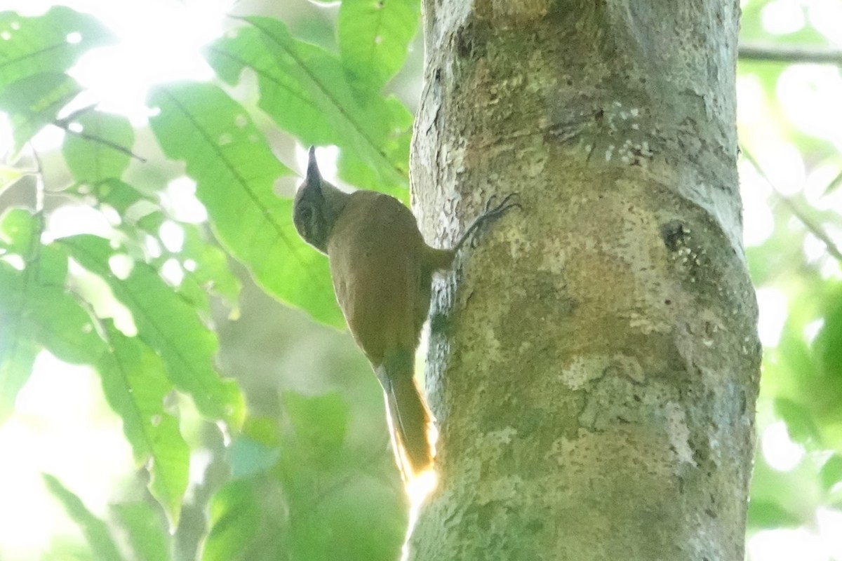 Plain-brown Woodcreeper - ML645325623