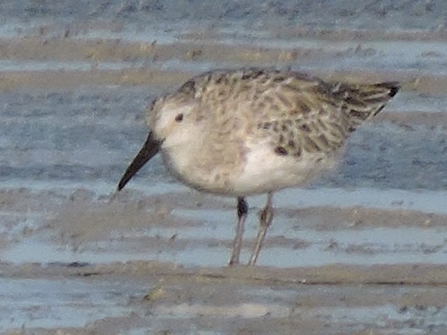 jespák rezavý - ML645325624