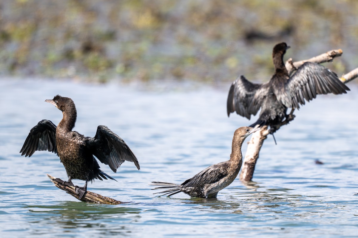 Ubarroi txikia - ML645325625