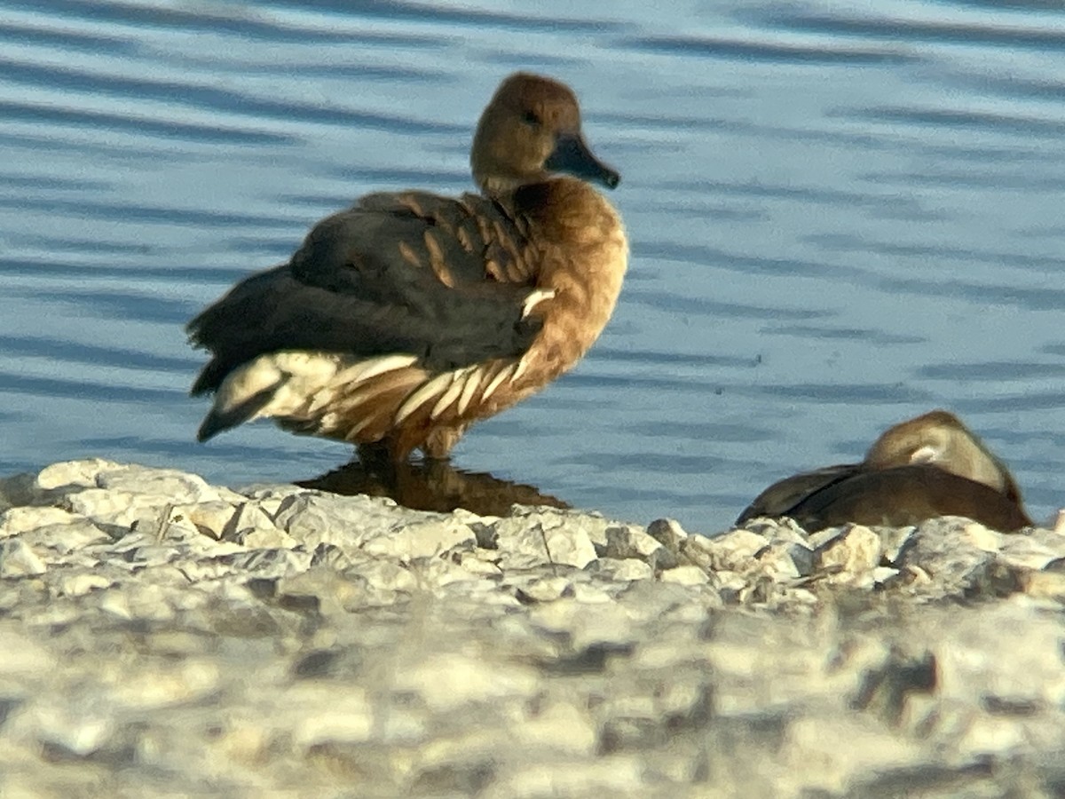 Fulvous Whistling-Duck - ML645325629