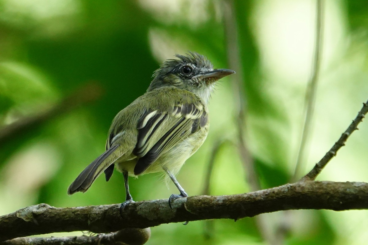 Yellow-olive Flatbill - ML645325634