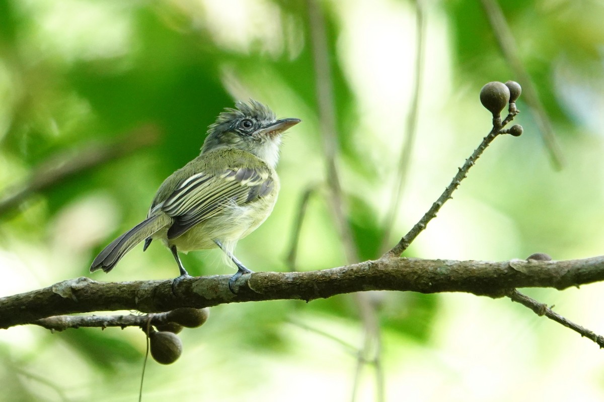 Yellow-olive Flatbill - ML645325635