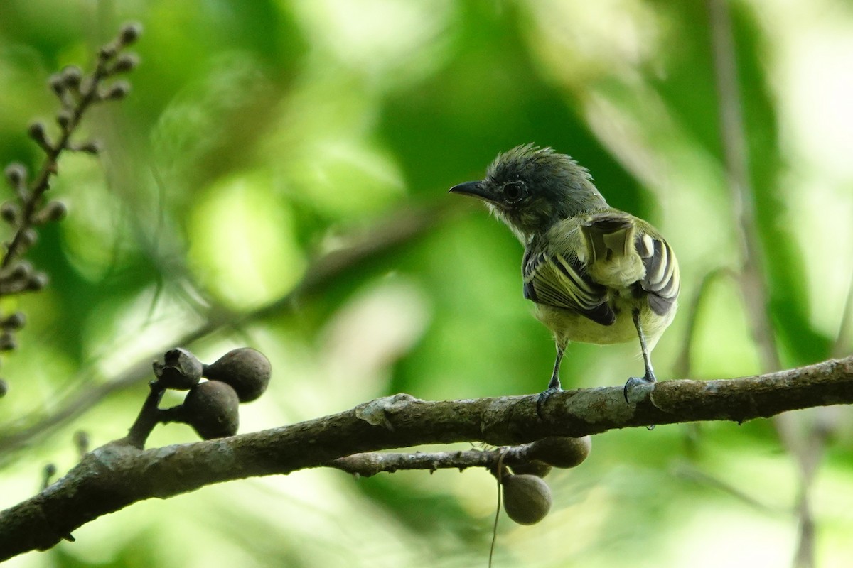 Yellow-olive Flatbill - ML645325636
