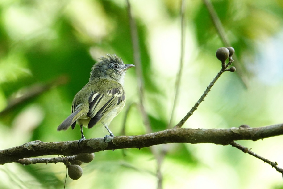 Yellow-olive Flatbill - ML645325637