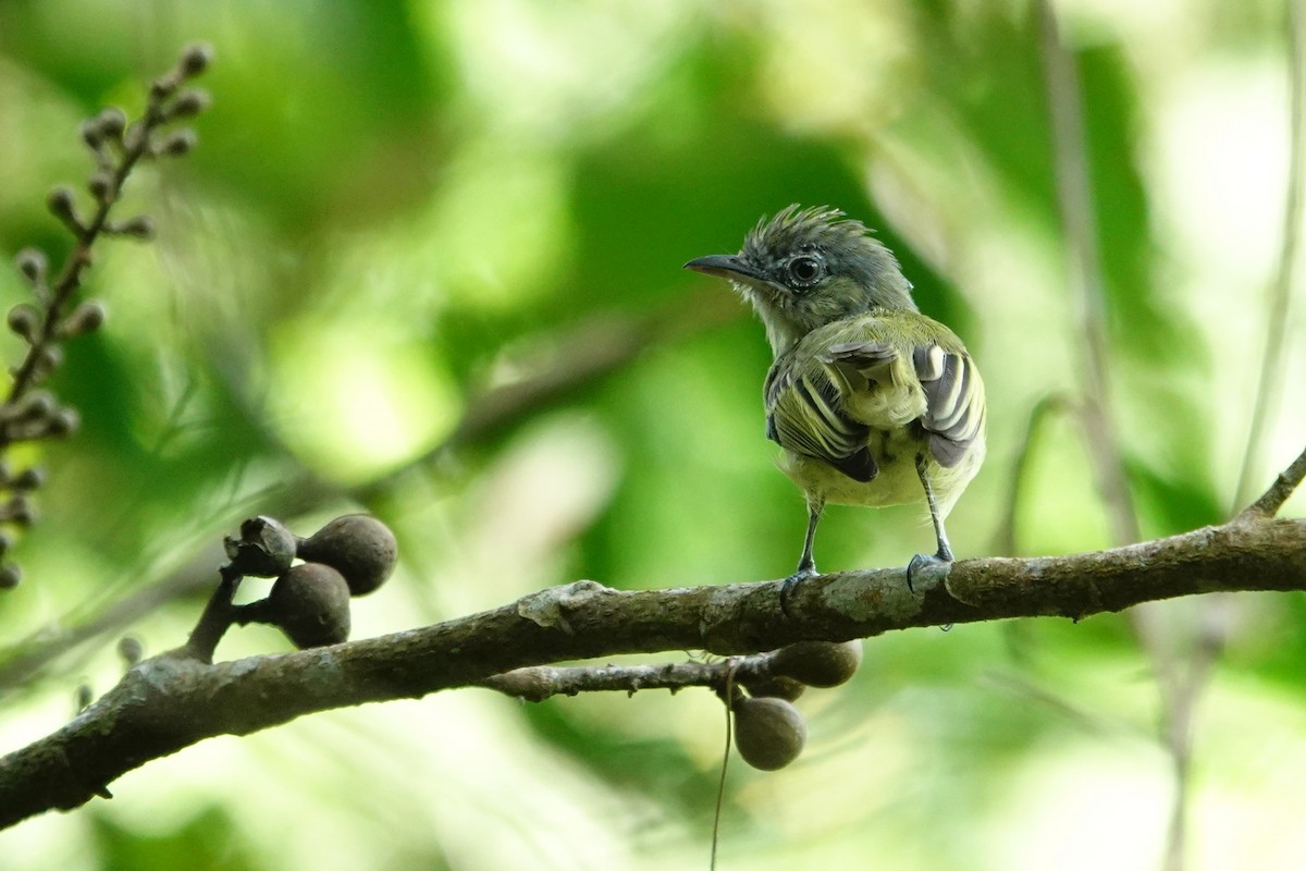 Yellow-olive Flatbill - ML645325638