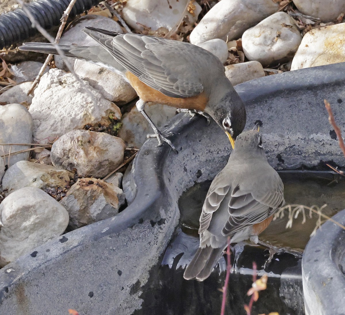 Wanderdrossel - ML645325640