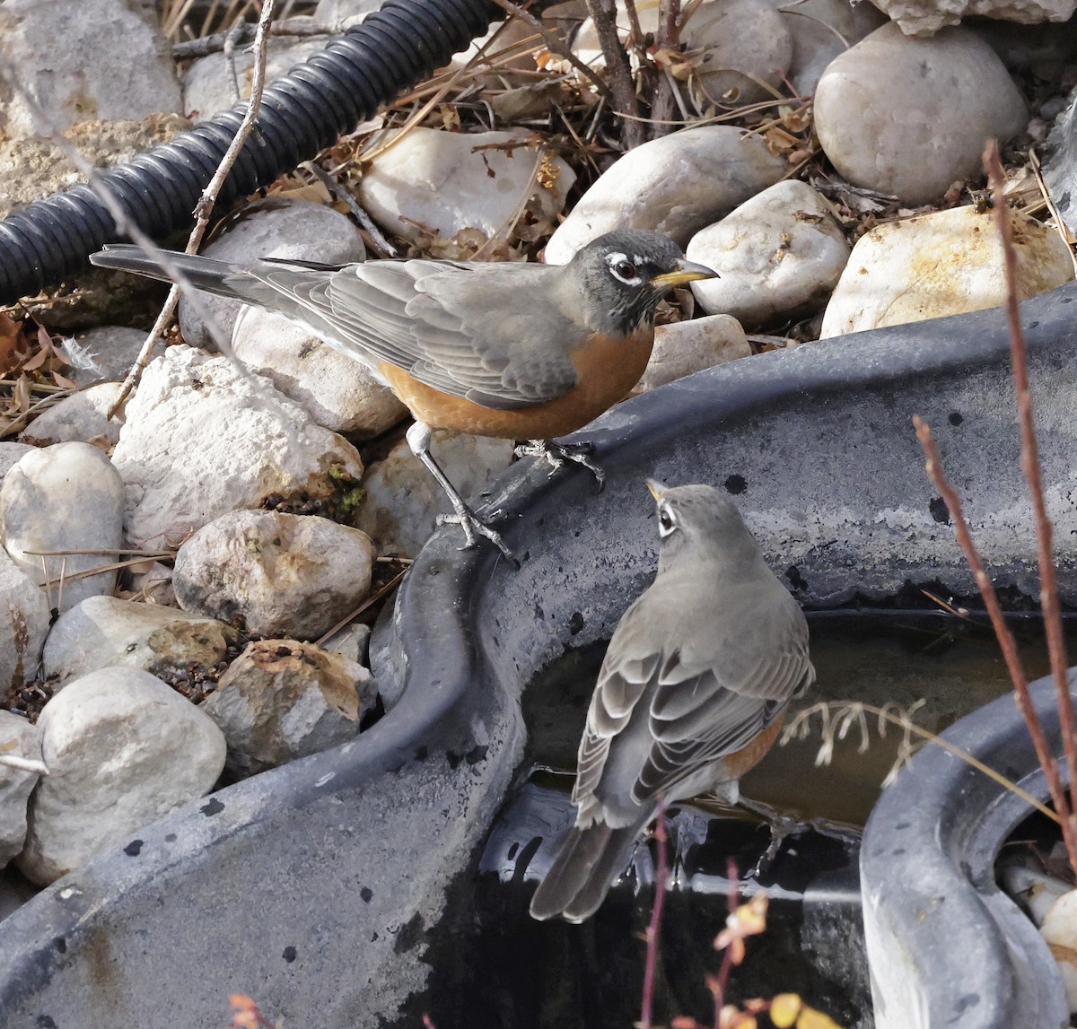 Wanderdrossel - ML645325641