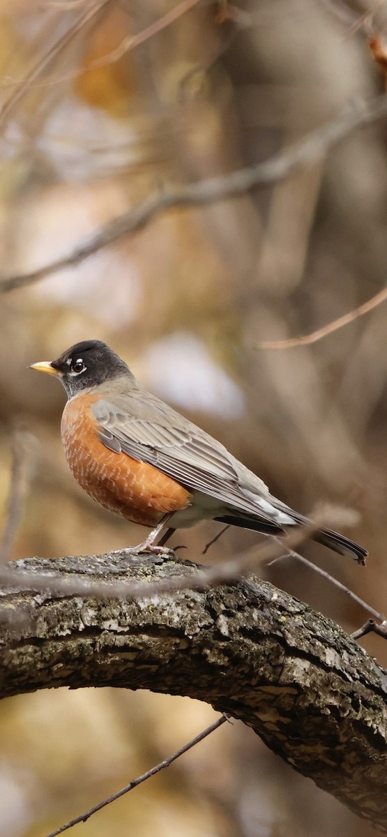 Wanderdrossel - ML645325647