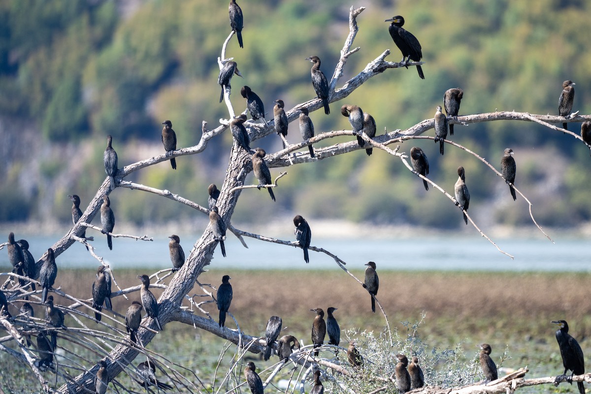 Ubarroi txikia - ML645325649